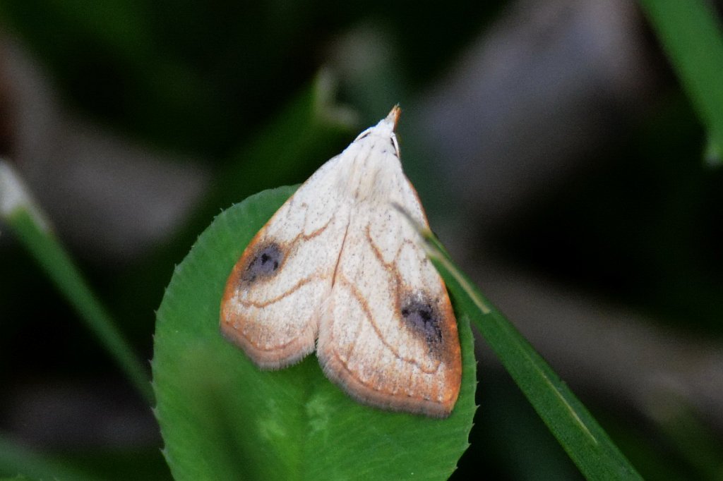 065 2015-05197142 Montezuma NWR, NY.JPG - Spotted Grass Moth (Rivula propinqualis). Montezuma National Wildlife Refuge, NY, 5-19-2015